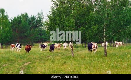 Le mucche di pedigrea pascolano sulla lussureggiante erba verde nel prato, vagando liberamente per il campo della fattoria. Foto Stock