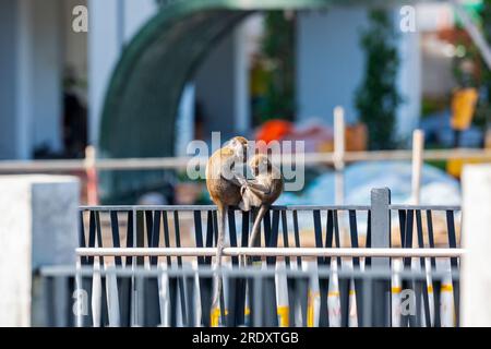 Due macachi dalla coda lunga si trovano su una ballaustra di fronte al cantiere immobiliare pubblico Waterway Sunrise, Singapore Foto Stock