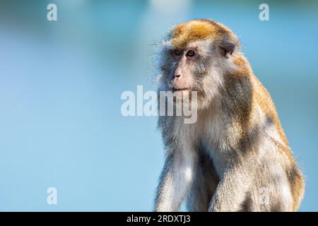 Un macaco dalla coda lunga si trova sulla ballustrade del Sunrise Gateway, affacciato sul Serangoon Reservoir, Singapore Foto Stock