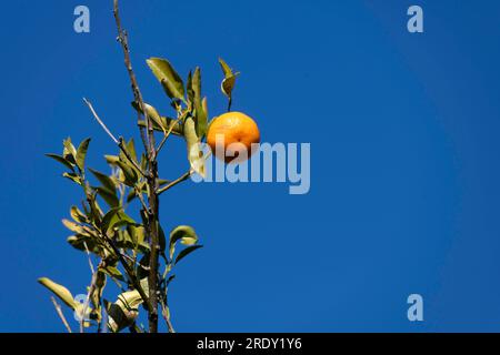 Sydney, nuovo Galles del Sud, Australia. 22 luglio 2023. Arancio (Citrus sinensis) che cresce sugli alberi in una fattoria di arancio a Sydney, nuovo Galles del Sud, Australia (Credit Image: © Tara Malhotra/ZUMA Press Wire) SOLO PER USO EDITORIALE! Non per USO commerciale! Foto Stock