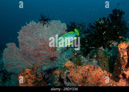 Ribbon Sweetlips, Plectorhinchus polytaenia, and School of Juvenile Convict Blennies, Pholidichthys leucotaenia, by gorgonian Sea fan, Annella mollis, Foto Stock