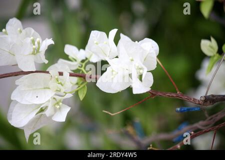 Bougainvillea "Miss Alice" (Bougainvillea glabra) cultivar con bratti bianchi : (pix Sanjiv Shukla) Foto Stock