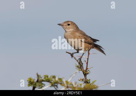 Chat Flycatcher, Etosha, Namibia, marzo 2023 Foto Stock