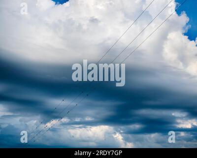 Gli uccelli si radunano e si riposano sui cavi la mattina presto. E sembrano avere il posto preferito per questo rituale quotidiano. Pensavo di conoscerli tutti dentro e.. Foto Stock