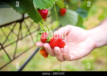 Mano dell'uomo che raccoglie fragole dalla pianta della piantagione Foto Stock