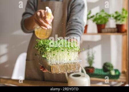 Donna che spruzza acqua su microgreen freschi a casa Foto Stock