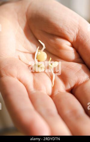 La lenticchia germoglia nel palmo della mano di una donna Foto Stock