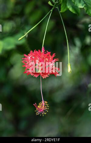 Foto ravvicinata del fiore chiamato lanterna giapponese, ibisco corallino o ibisco ragno. (Hibiscus schizopetalus). Verticalmente. Foto Stock