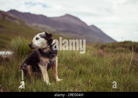 orgoglioso cane anziano siede in una remota brughiera di montagna negli altopiani scozzesi Foto Stock