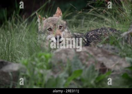 Faccia a faccia con il lupo italiano (Canis lupus italicus) Foto Stock