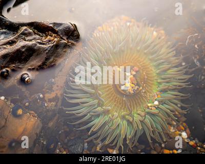 Anemone di mare sott'acqua nella piscina con maree Foto Stock