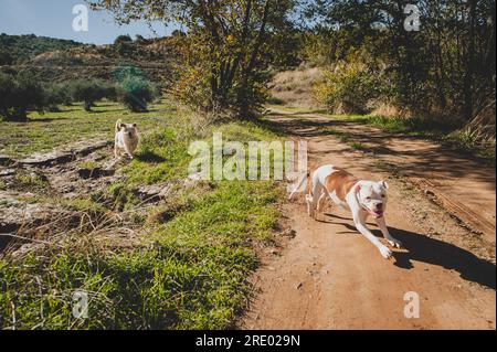 Catalan Shepherd e American Bulldog corrono felici in campagna Foto Stock