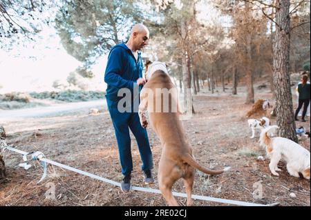 Uomo che mette in evidenza con il suo pitbull e altri cani nella foresta con gli amici Foto Stock