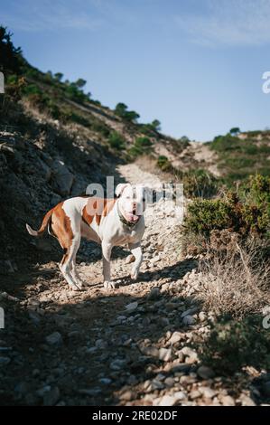 Bulldog americano bianco e marrone che gioca in montagna nelle giornate di sole Foto Stock