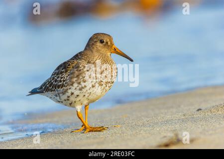 Purple sandpiper (Calidris maritima), arroccato sulla spiaggia sabbiosa, vista laterale, Germania, Schleswig-Holstein, Heligoland Foto Stock