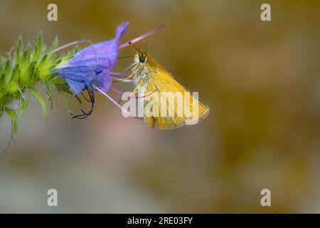 Skipper di Lulworth (Thymelicus acteon), femmina a bugloss, Germania, Renania-Palatinato Foto Stock