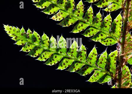 Felce con scudo rigido (Polystichum aculeatum), lato inferiore della foglia, volantini con sporangia su sfondo nero, Paesi Bassi Foto Stock