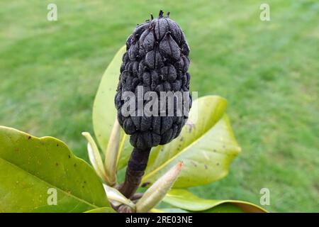 Southern Magnolia, Bull Ray, Evergreen Magnolia (Magnolia grandiflora), Fruit, France Foto Stock