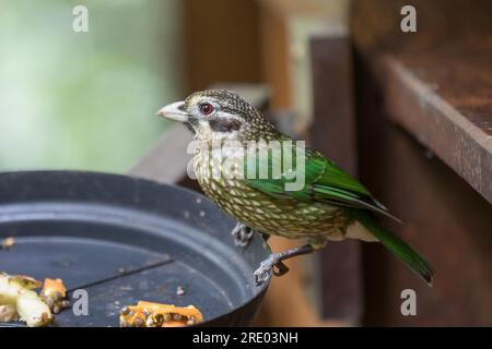 Uccello gatto maculato (Ailuroedus melanotis), su un piatto, Australia, Queensland Foto Stock