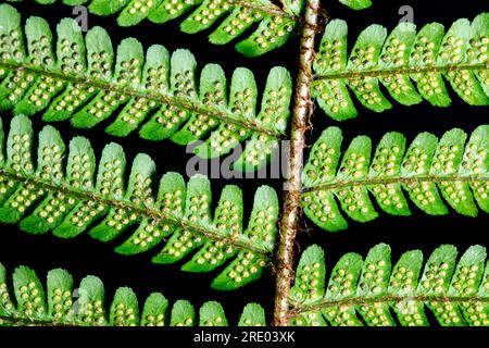 Golden Shield Fern, Scaly male Fern (Dryopteris affinis agg.), lato inferiore della foglia, volantini con germogliatura su sfondo nero, Paesi Bassi Foto Stock