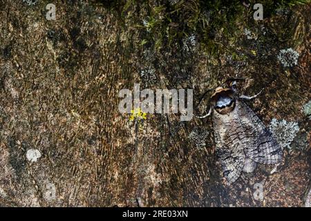 Goat Moth (Cossus cossus), at Bark, dorsal view, Paesi Bassi, Frisia Foto Stock