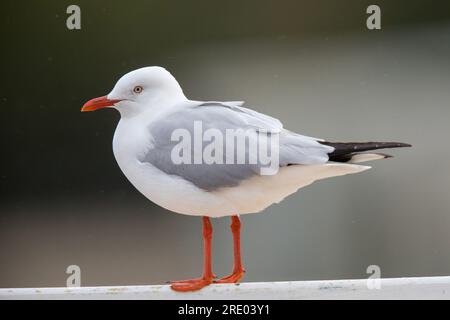 Gabbiano d'argento (Chroicocephalus novaehollandiae, Larus novaehollandiae), sitting, Australia, Suedaustralien Foto Stock