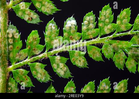 Felce con scudo morbido (Polystichum setiferum), lato inferiore della foglia, volantini con sporangia su sfondo nero, Paesi Bassi Foto Stock