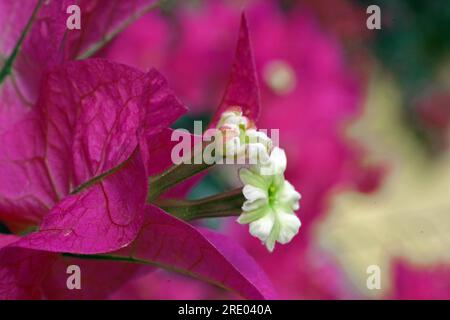 Bouganvillea fioritura di close-up Foto Stock