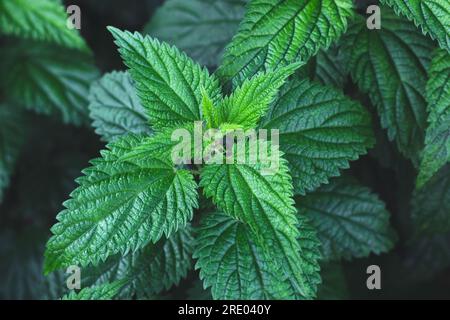 Crescita di comuni cespugli di ortica all'aperto. Urtica dioica. Impianto di ortiche pungiglenti. Concetto di erboristeria. Sfondo fogliame scuro. Motivo foglie verdi a. Foto Stock