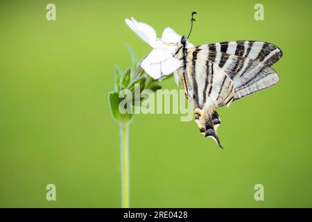 Coda di rondine scarsa meridionale, coda di rondine meridionale, coda di rondine scarsa iberica (Iphiclides feisthamelii), seduto su un fiore bianco, Francia Foto Stock