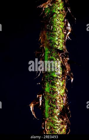 Golden Shield Fern, Scaly male Fern (Dryopteris affinis agg.), foglia petiolo con scaglie su sfondo nero, Paesi Bassi Foto Stock