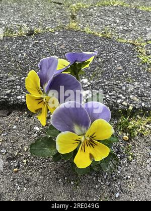 Pansy, Pansy Violet (Viola x wittrockiana, Viola wittrockiana, Viola hybrida), naturalizzato Pansy a bordo strada, Germania, bassa Sassonia Foto Stock