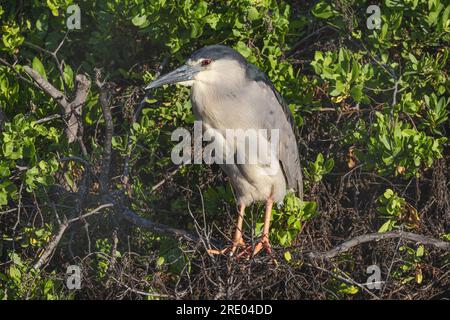 Airone notturno con corona nera (Nycticorax nycticorax), arroccato sull'albero addormentato, USA, Hawaii, Maui, Kihei Foto Stock