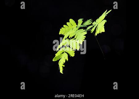 Felce di quercia (Gymnocarpium dryopteris), giovane foglia su fondo nero, Paesi Bassi Foto Stock