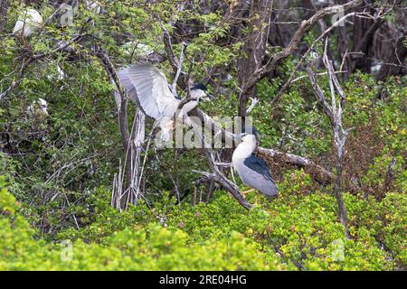 Airone notturno con corona nera (Nycticorax nycticorax), due uccelli adulti che si appollaiano su un albero morto, vista laterale, USA, Hawaii, Maui, Kihei Foto Stock