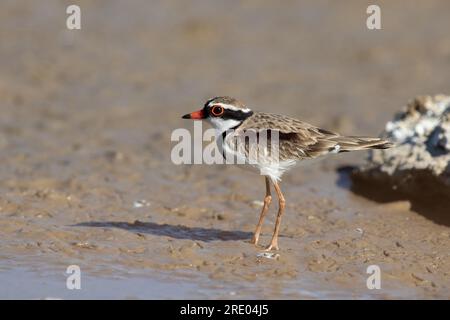 Dotterel con la facciata nera (Elseyornis melanops), sulla spiaggia, Australia, Queensland Foto Stock