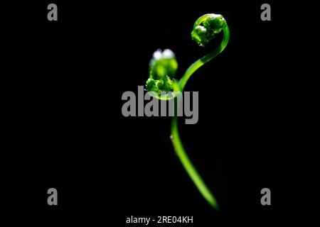 Felce di quercia (Gymnocarpium dryopteris), giovane foglia su fondo nero, Paesi Bassi Foto Stock