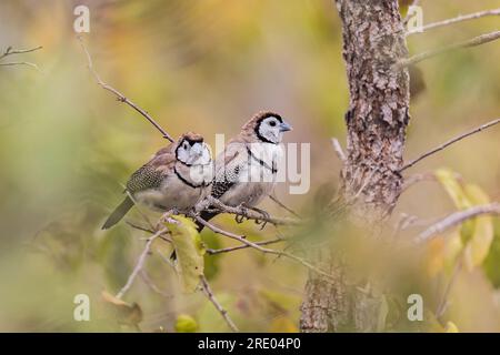 finch a doppia bardata (Poephila bichenovii, Taeniopygia bichenovii), due fringuelli a doppia barba che si appollaiano insieme su un ramo, Australia, Queensland Foto Stock