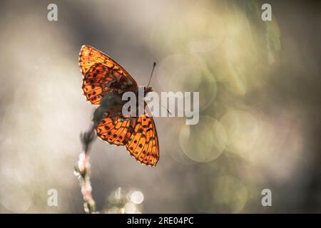 cranberry fritillary (Boloria aquilonaris), a infiorescenza, vista ventrale, Germania, Renania settentrionale-Vestfalia Foto Stock