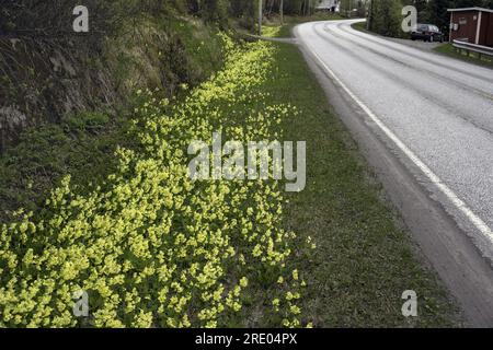 Vero oxlip (Primula elatior), Cowslips fioriti sul ciglio della strada, Norvegia, Nordland, Fauske Foto Stock