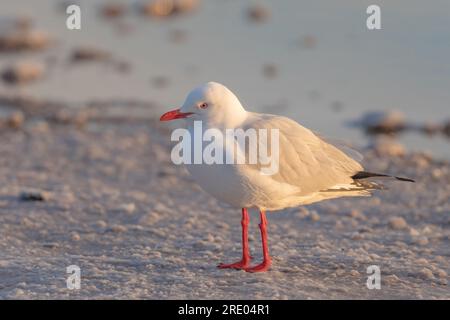 Gabbiano d'argento (Chroicocephalus novaehollandiae, Larus novaehollandiae), seduto sulla spiaggia, Australia, Suedaustralien Foto Stock