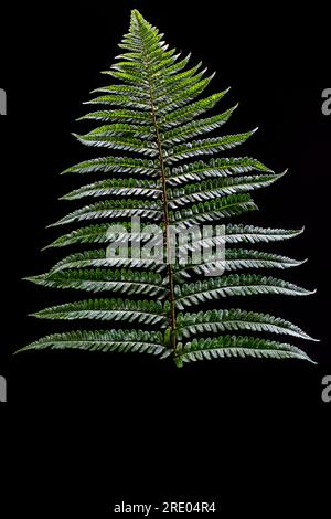 Golden Shield Fern, Scaly male Fern (Dryopteris affinis agg.), foglia, dettaglio su sfondo nero, Paesi Bassi Foto Stock