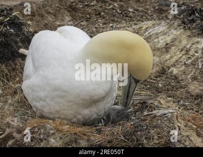 Gannet settentrionale (Sula bassana, Morus bassanus), con pulcino nel nido, Germania, Schleswig-Holstein, Heligoland Foto Stock