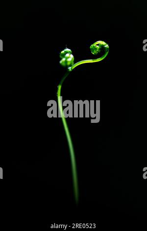 Felce di quercia (Gymnocarpium dryopteris), giovane foglia su fondo nero, Paesi Bassi Foto Stock