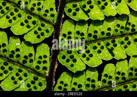 Golden Shield Fern, Scaly male Fern (Dryopteris affinis agg.), lato inferiore della foglia, volantini con germogliatura su sfondo nero, Paesi Bassi Foto Stock