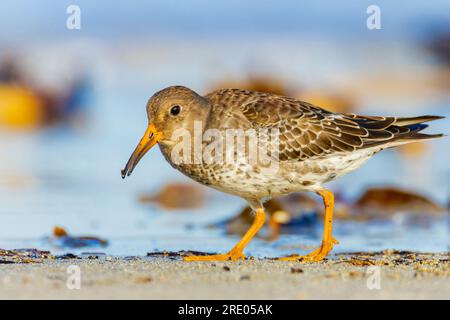 Purple sandpiper (Calidris maritima), in spiaggia, vista laterale, Germania, Schleswig-Holstein, Heligoland Foto Stock