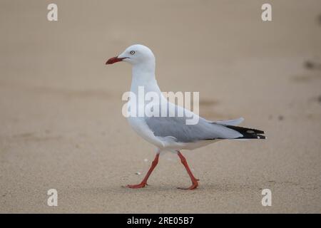 Gabbiano d'argento (Chroicocephalus novaehollandiae, Larus novaehollandiae), passeggiate sulla spiaggia, Australia, Queensland Foto Stock