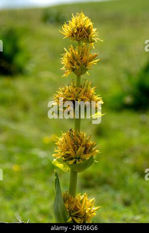 Primo piano di una genziana (Gentiana lutea), Parco dei Vulcani dell'Alvernia. Puy de Dome. Alvernia Rodano Alpes. Francia Foto Stock