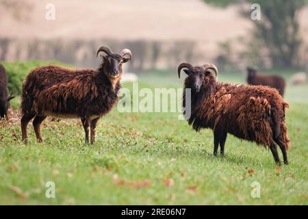 Due carine pecore Hebridean con corna in un campo e stemma di lana. Guardando la fotocamera Foto Stock