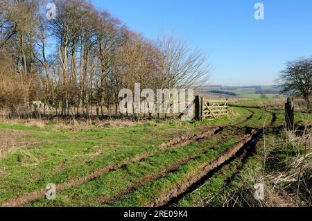 Una porta aperta lungo una strada rurale attraverso Lambourn Downs vicino ad Aldbourne, Wiltshire. Foto Stock